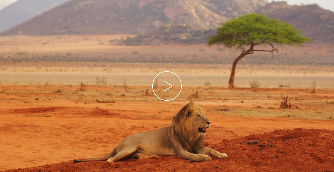 Lion on a safari site of Kenya 