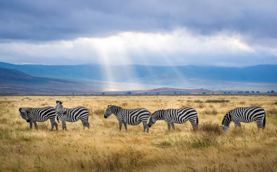 Zebran in the middle of the Kenyan safari site savanna