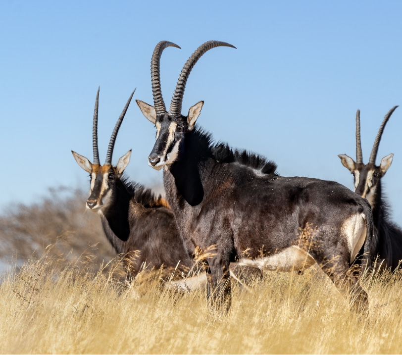 Antelopes in Natural Reserve Shimba Hills
