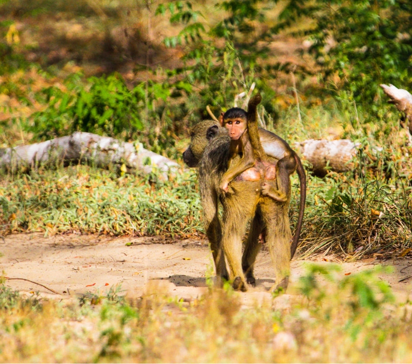 Monkeys in Antelopes in Natural Reserve Shimba Hills