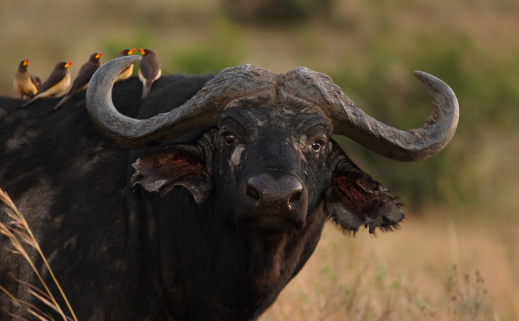 Buffalo with birds on a kenya safari site