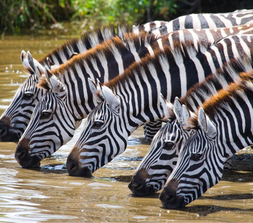 Zebras drinking water in Kora National Park